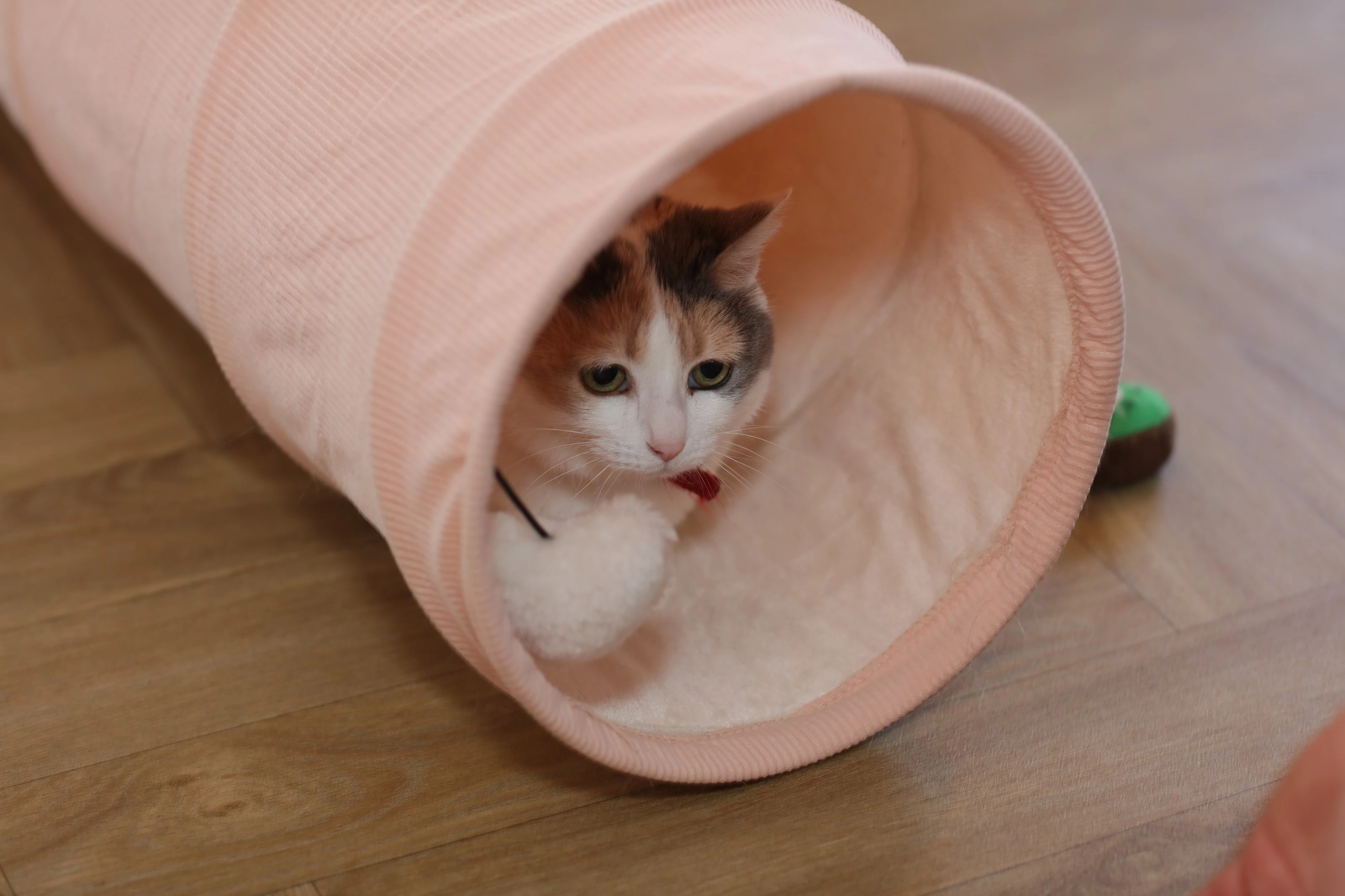 Image de couverture Les Pachats d'Amandine